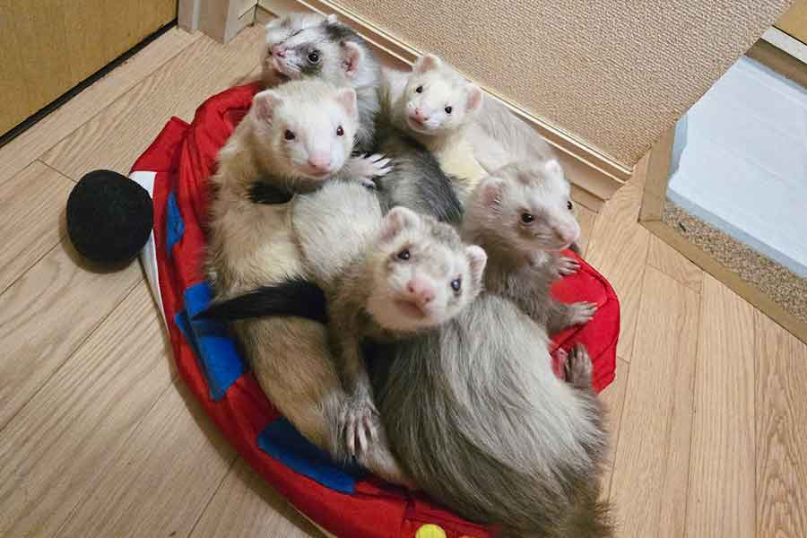 ベッドにぎゅうぎゅうに集まるフェレットたち【写真提供：あたん（@nina00877187）さん】