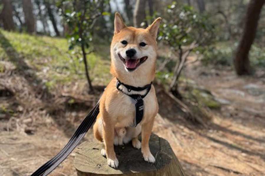 散歩に行けることがうれしい、ろくくん【写真提供：柴犬ろく（@roku125shiba）さん】