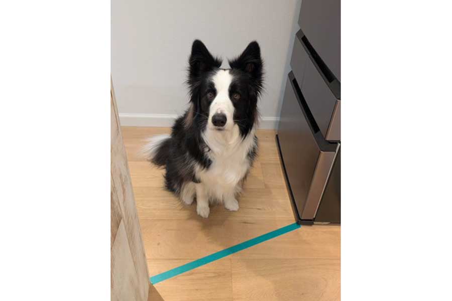マスキングテープの前でおすわりするルークくん【写真提供：ボーダーのルーク（@sakura_makura06）さん】