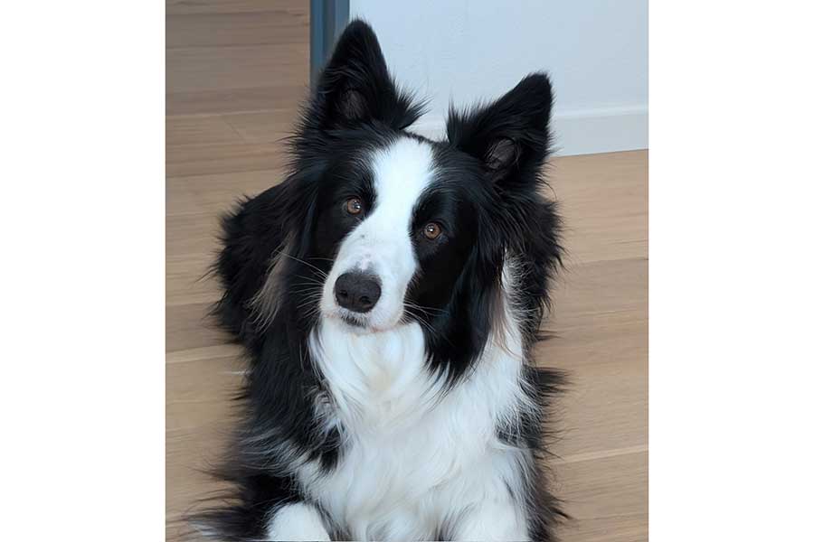 カメラ目線のルークくん【写真提供：ボーダーのルーク（@sakura_makura06）さん】