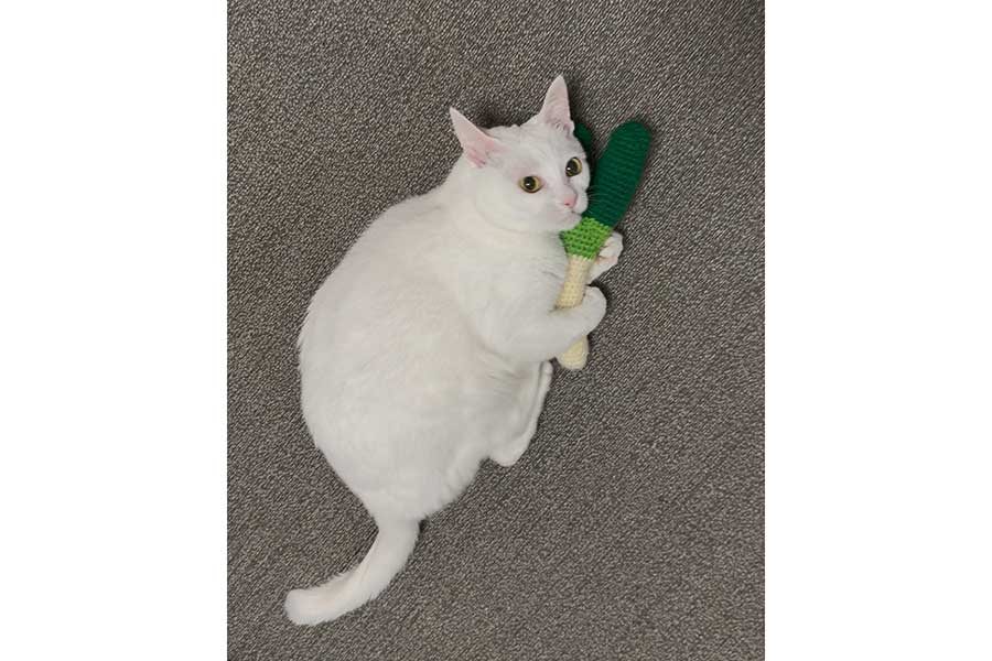 遊んでいる最中に熱視線を送る、ぐうちゃん【写真提供：ぐう（@zu_to_guu）さん】