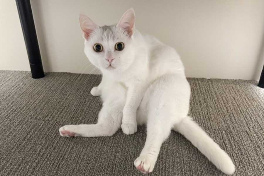 不意に見せる表情もかわいい、ぐうちゃん【写真提供：ぐう（@zu_to_guu）さん】