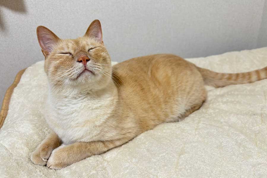 こんがり焼き上がったような現在のレオくん【写真提供：いとー（@leokichitalow）さん】