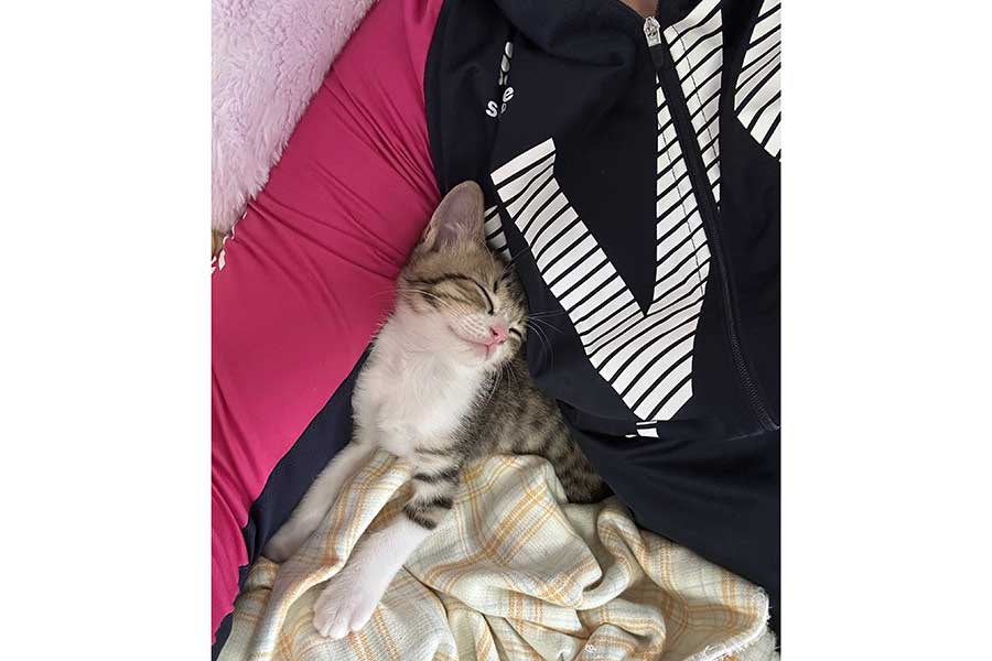 飼い主さんの腕の中で甘えるラオくん【写真提供：保護猫ラオと不器用男（@lao0928）さん】