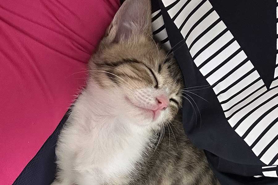 「ねこ好きってわけでもなかったんだよなぁ」→5か月後……男性が豹変　“ねこ沼”にハマった姿に2.6万“いいね”「抜けることはできませんよ」「今じゃもう宝物」