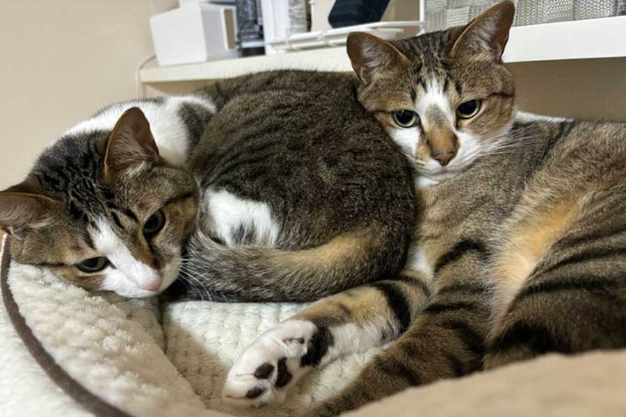 そろってくつろぐ兄弟ねこ【写真提供：レモンとソーダ（@remonsoda0901）さん】