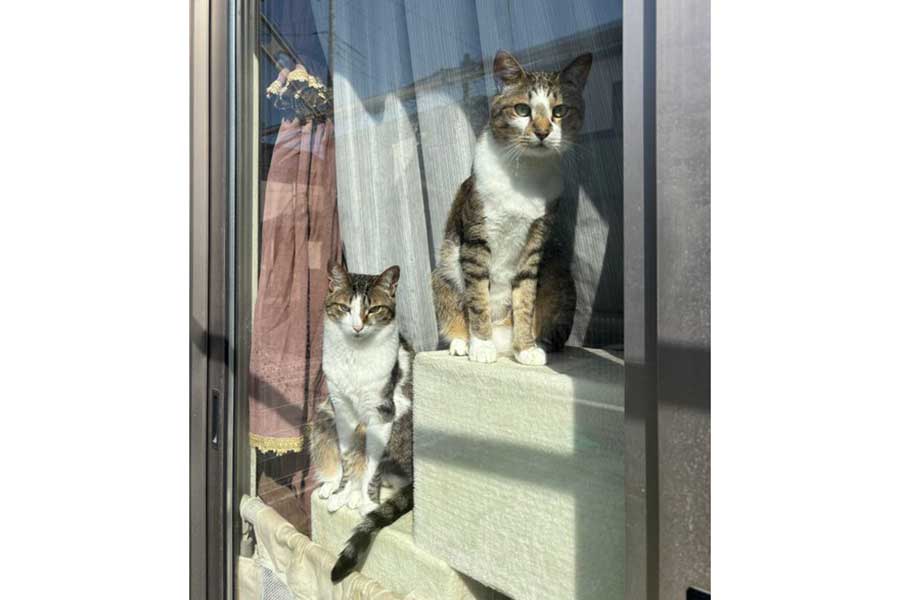 道行く人を観察する（左から）レモンとソーダ【写真提供：レモンとソーダ（@remonsoda0901）さん】