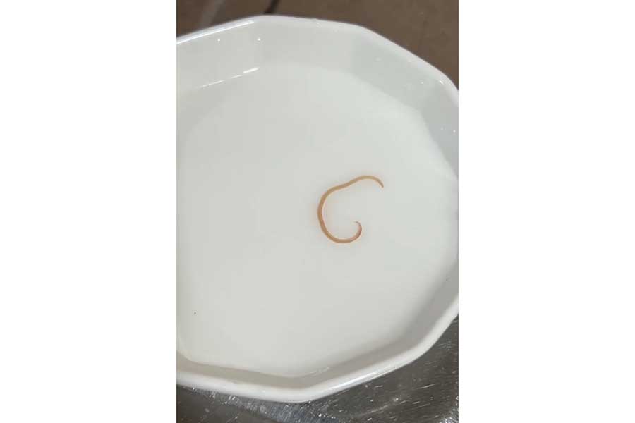 実際に発見されたアニサキス【写真提供：投稿者】