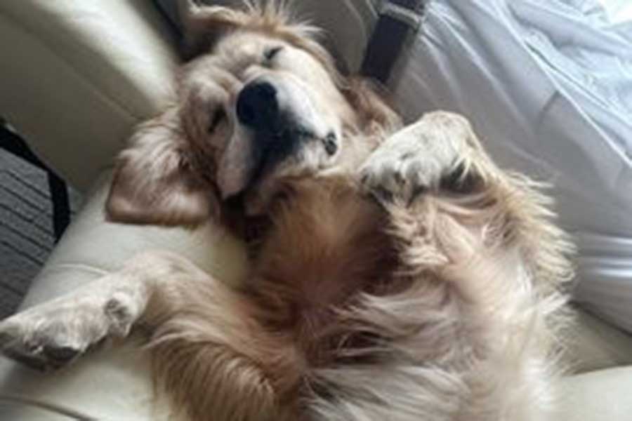 気持ち良さそうに寝るサボくん【写真提供：サボ（@namae1nyuryoku）さん】