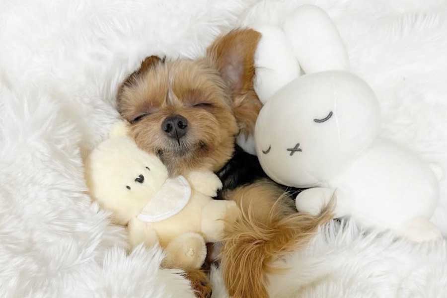 気持ち良さそうに眠るぴのちゃん【写真提供：すやすやぴのちゃん（@suyapino）さん】