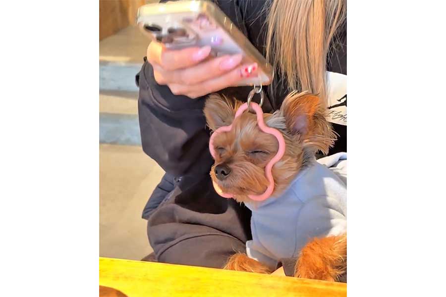 ストラップにアゴをのせるぴのちゃん【出典：X（@suyapino）よりスクリーンショット】