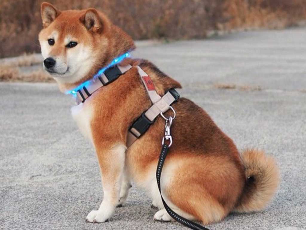 散歩をするののちゃん【写真提供：柴犬ののの（@nonohime_shiba）さん】