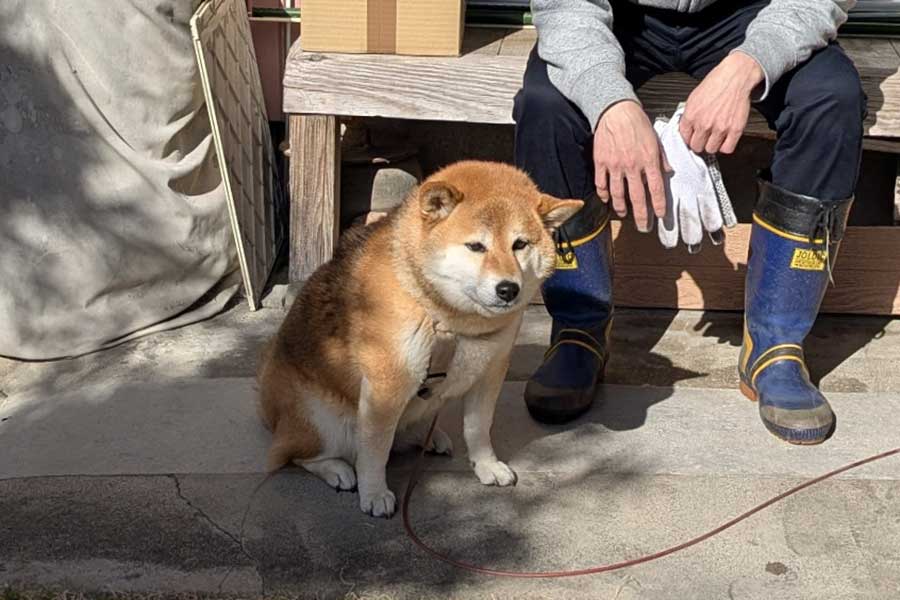 ひと仕事終えた感を出すののちゃん【写真提供：柴犬ののの（@nonohime_shiba）さん】