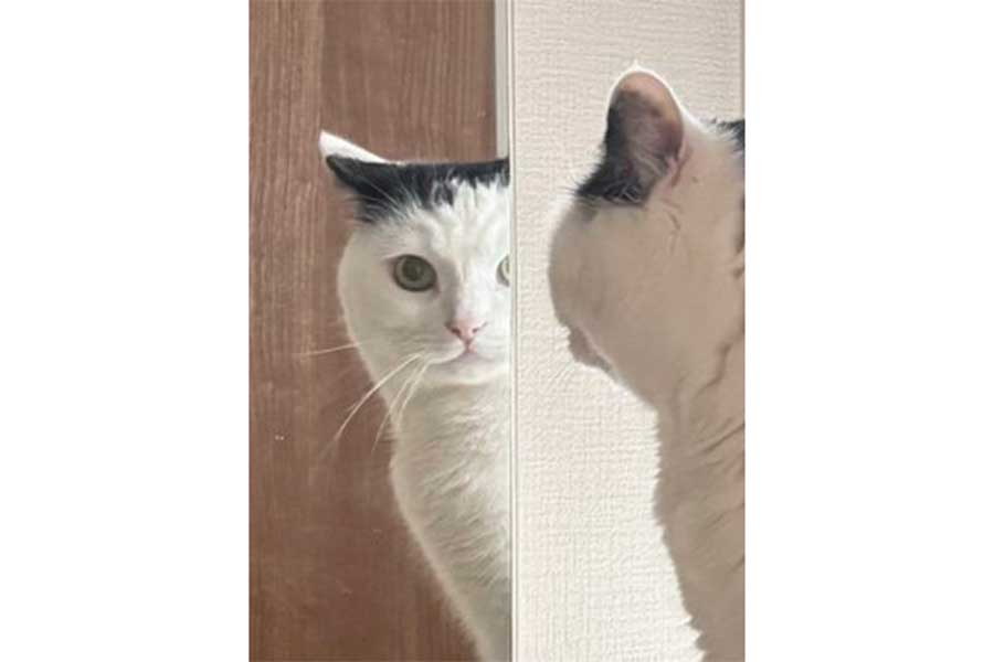 鏡越しに視線を送るたけるくん【写真提供:まつもとたける(@takeru0321neko)さん】