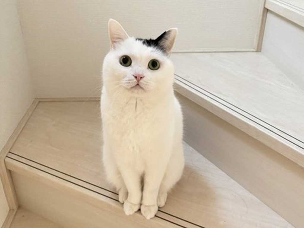 まん丸の瞳が愛らしいたけるくん【写真提供:まつもとたける(@takeru0321neko)さん】