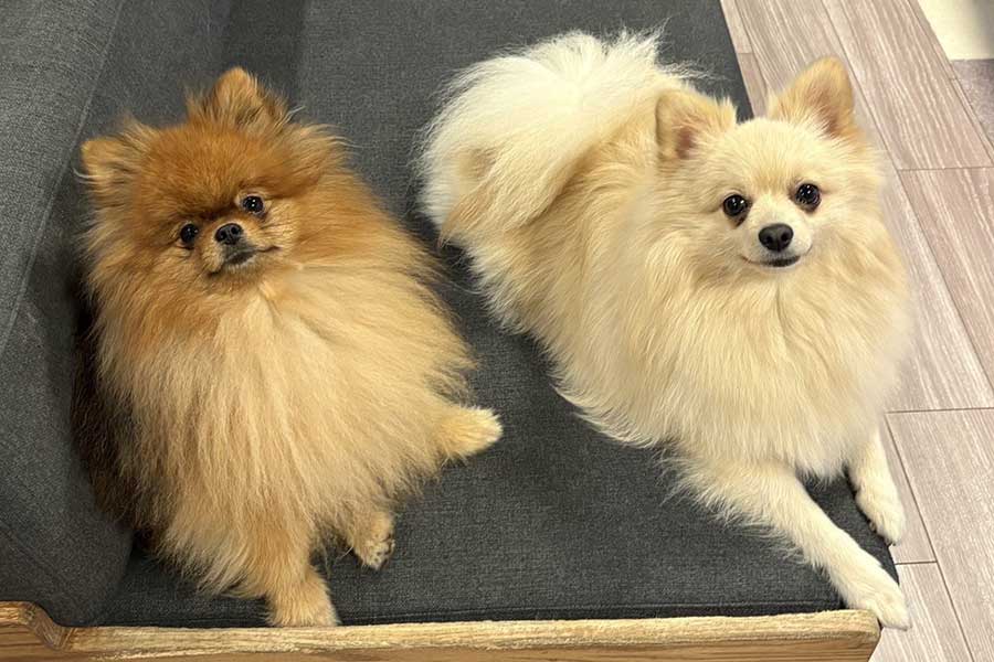 ソファでくつろぐ（左から）ミルモくんとポンくん【写真提供：ミルモとポン！（@mirumo__pon）さん】