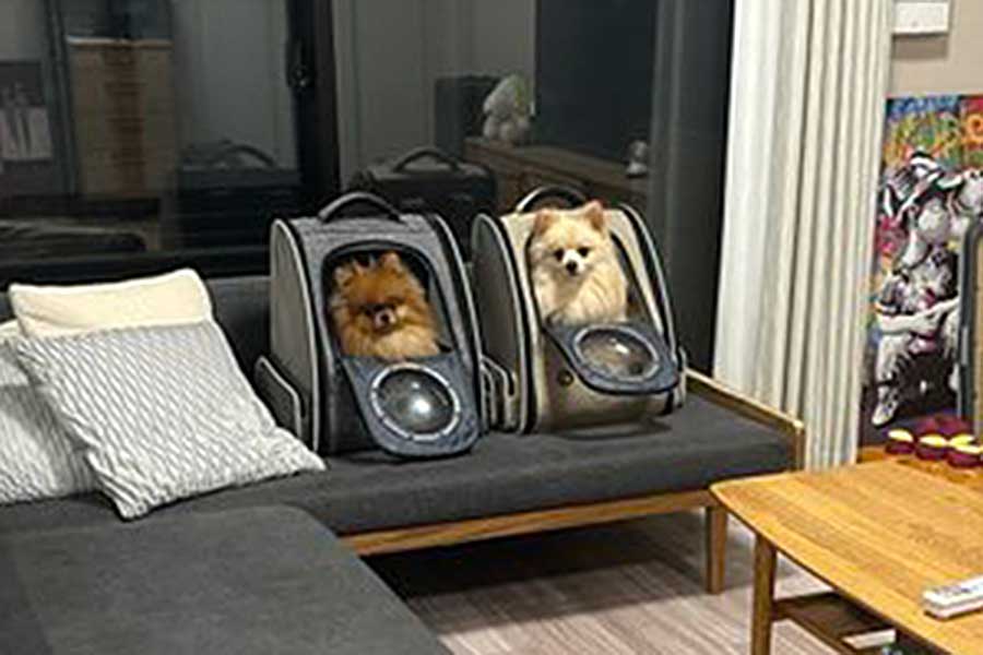 示し合わせたかのように出てくる気配がない、（左から）ミルモくんとポンくん【写真提供：ミルモとポン！（@mirumo__pon）さん】