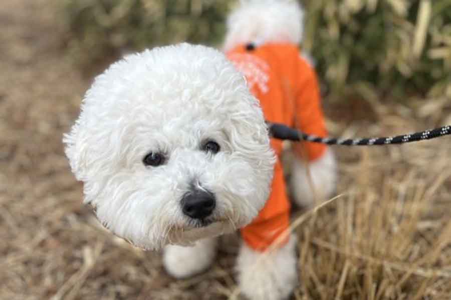 お散歩中のパポテくん【写真提供:形が定まらない犬(@papoter_dog)さん】