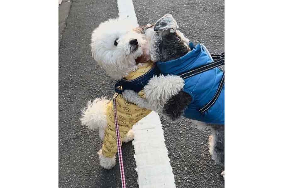 感動の再会を果たしたパポテくん（左）と親友のいぬ【写真提供：形が定まらない犬（@papoter_dog）さん】