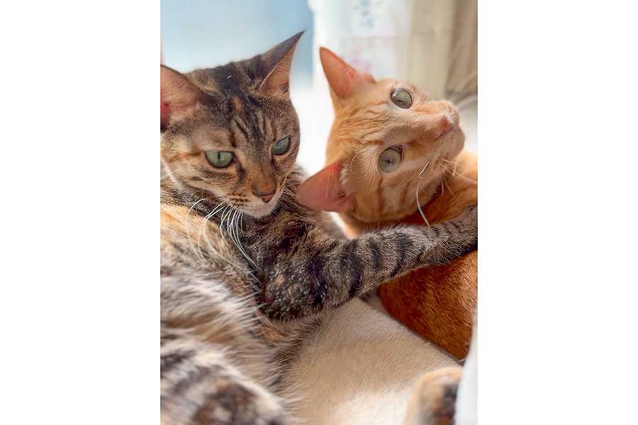 仲良しな(左から)めろちゃんとちゃるくん【写真提供:meru(@meruchame)さん】