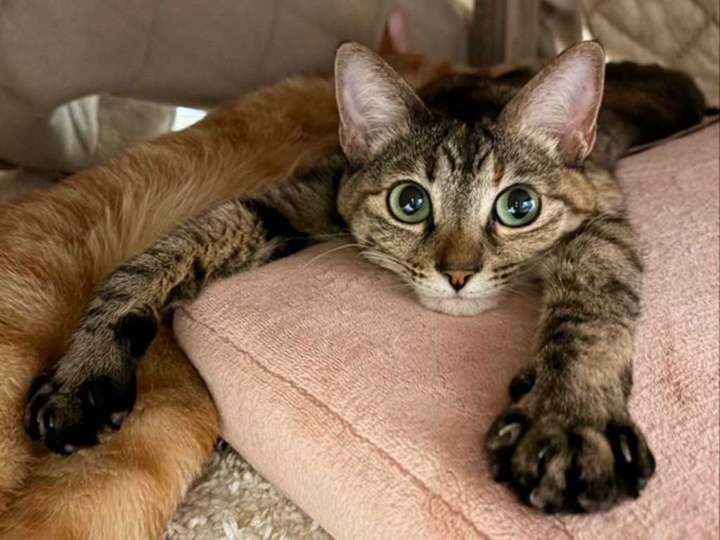 こたつの中でくつろぐめろちゃん【写真提供:meru(@meruchame)さん】