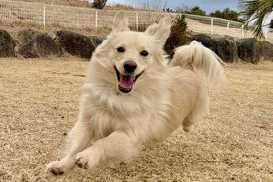 颯爽と駆け回るとろろくん【写真提供：ポメックスのとろろくん（@monaka_0507）さん】