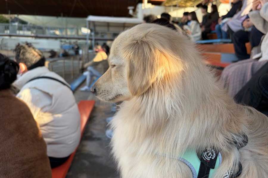 イルカショー中にうとうとするとろろくん【写真提供：ポメックスのとろろくん（@monaka_0507）さん】