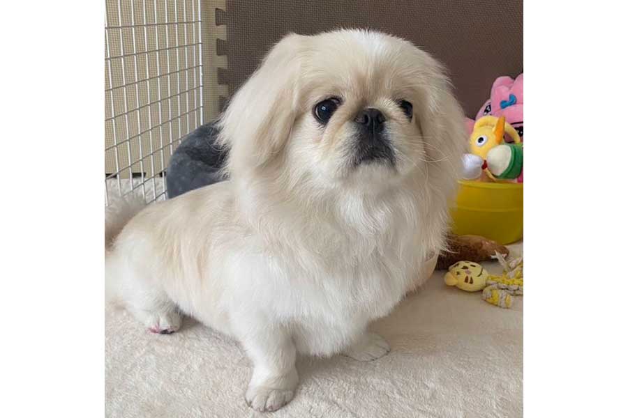 トリミング後のぺっぺちゃん【写真提供：ぺっぺ（mogupepe_）さん】