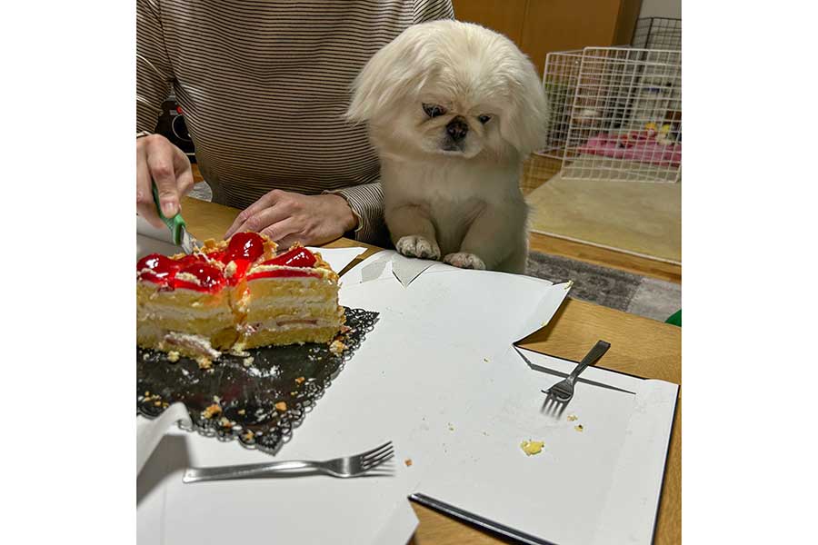 ケーキそのものではなく、かけらに一点集中【写真提供：ぺっぺ（mogupepe_）さん】