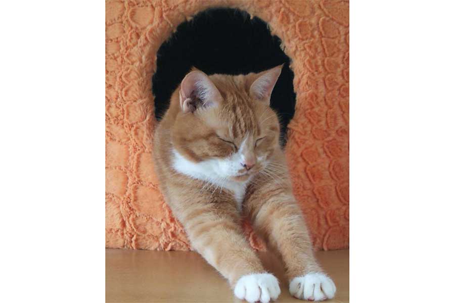 生前のメイちゃん【写真提供：ろしあん・ぶるー（@eozddz7nO9JIHDr）さん】