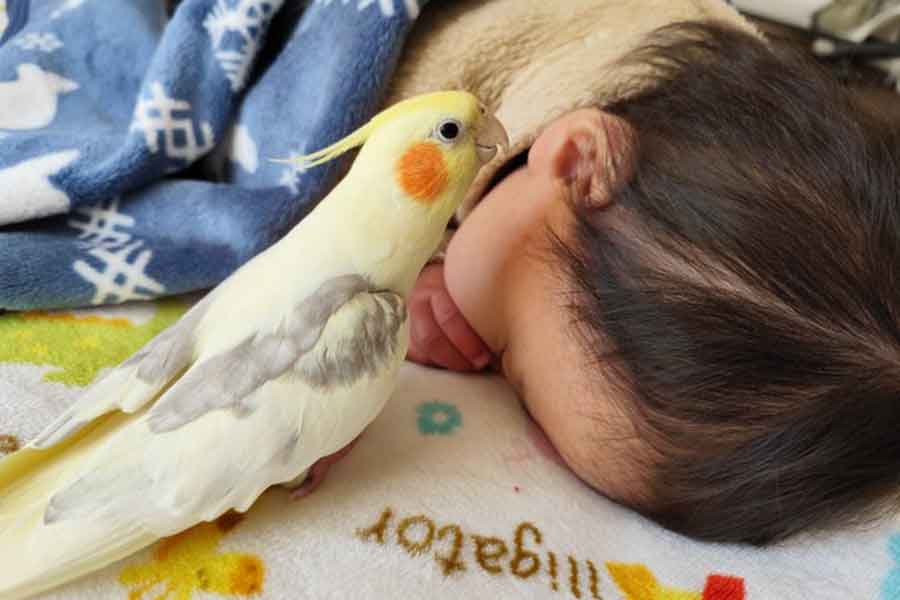 耳元で子守唄を聴かせるパスタくん【出典：X（@eyebrows_birds）よりスクリーンショット】