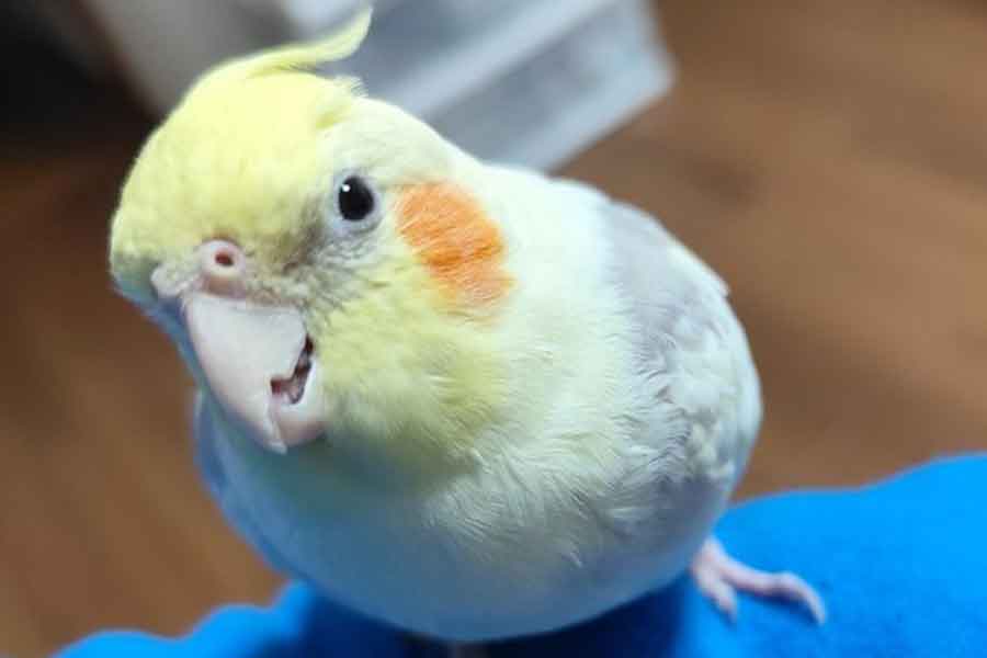 何か言いたげな表情を見せるパスタくん【写真提供:まゆげオカメのパスタ(Kana)(@eyebrows_birds)さん】