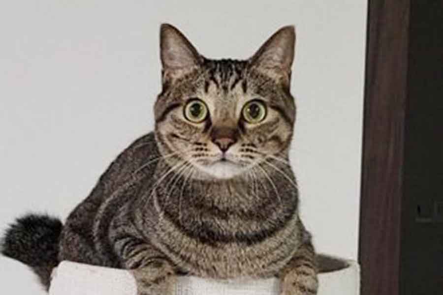 真ん丸の瞳がかわいいおこめくん【写真提供：しぴこめ（@chipie0826）さん】