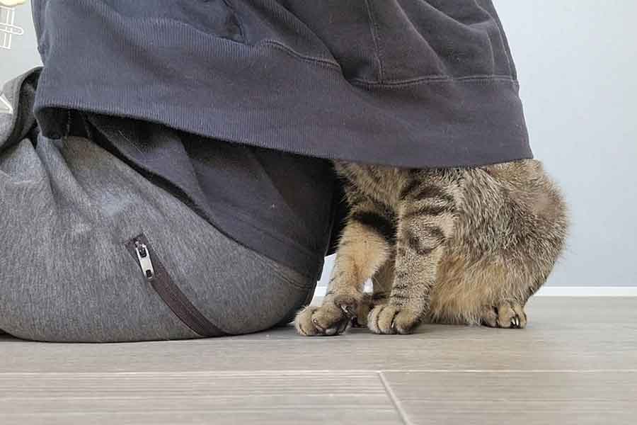 飼い主さんの服の中に隠れるおこめくん【写真提供：しぴこめ（@chipie0826）さん】