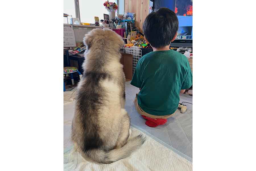 こどもと並んで座るいぬ。体長はほぼ変わらない【写真提供：仁枝優（fuso06.15malamute）さん】