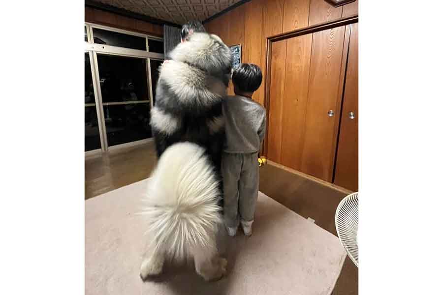 立ち上がった扶桑くん。男の子を圧倒するのほどの大きさに【写真提供：仁枝優（fuso06.15malamute）さん】