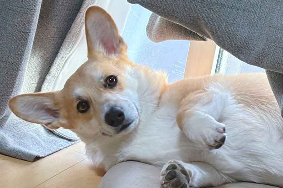 窓際で遊ぶはんぺんくん【写真提供：はんぺん（@Corgi_Hanpen）さん】