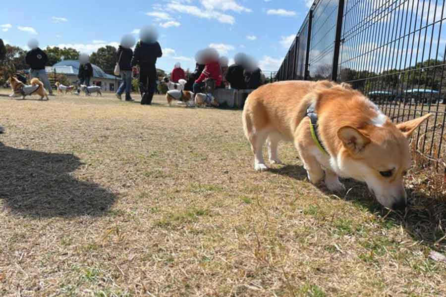 隅っこでひとり遊ぶはんぺんくん【写真提供：はんぺん（@Corgi_Hanpen）さん】