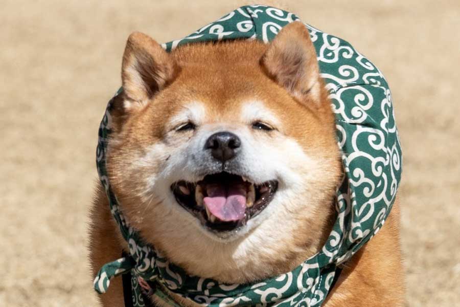 笑顔がかわいらしいたけちよくん【写真提供：柴犬たけちよ（@takechiyo_shiba）さん】
