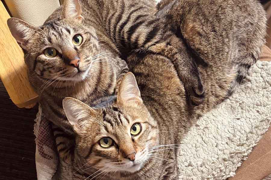 仲良くくつろぐ「男の子ニャン」【写真提供：歳（@raden108s）さん】