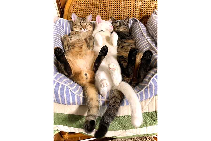 飼い主さんのおうちで仲良く暮らすねこたち【写真提供：歳（@raden108s）さん】