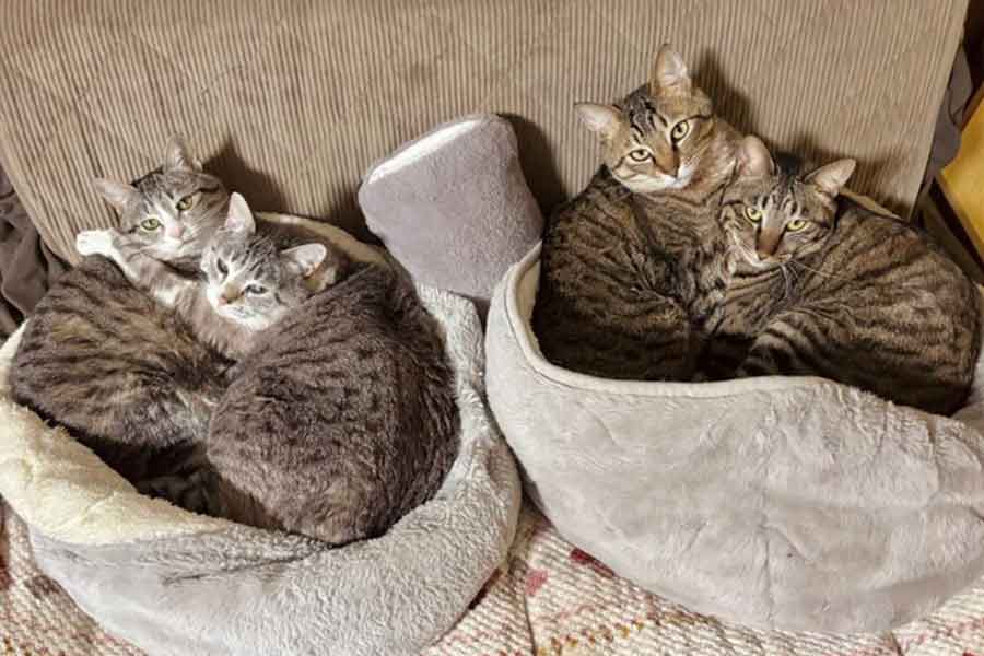 左から、ふうちゃん、サラちゃん、ハルくん、ナギくん【写真提供：歳（@raden108s）さん】