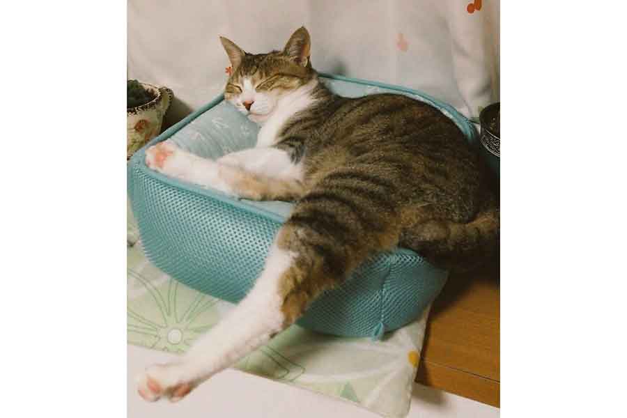 10年前のマリンちゃん。安心しきった寝顔が印象的【写真提供：ツユリ（@tuyuri5151）さん】