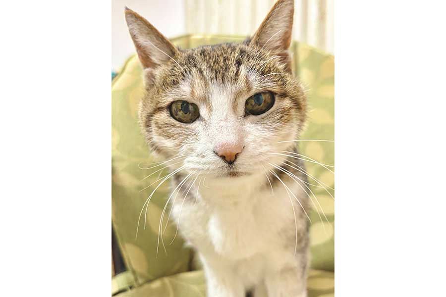 6月で22歳になるマリンちゃん【写真提供：ツユリ（@tuyuri5151）さん】