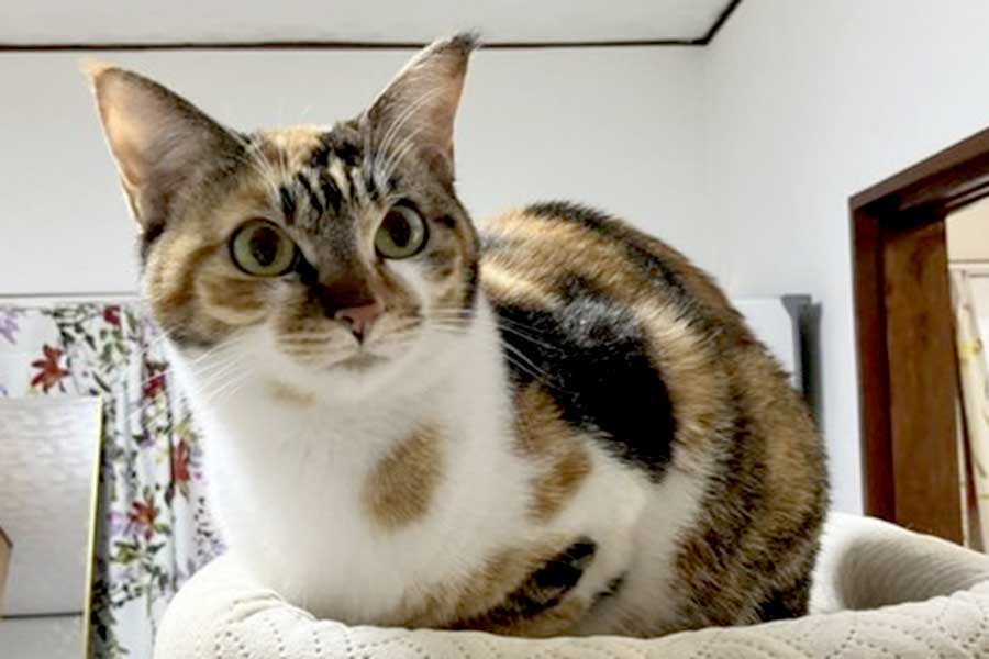 キャットタワーでくつろぐひなちゃん【写真提供：ひなてまリン（@hina20221019）さん】