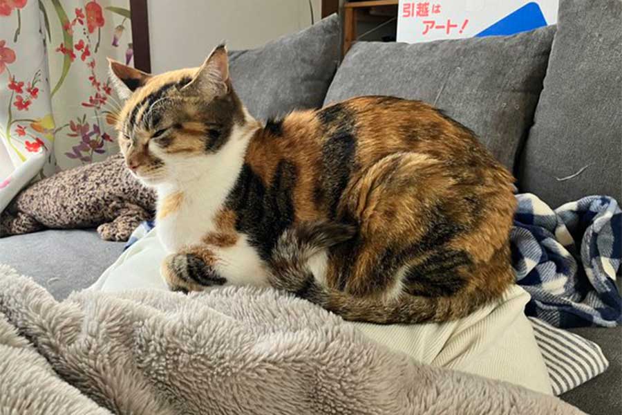 配偶者さんの寝込みを襲い、上で眠るひなちゃん【写真提供：ひなてまリン（@hina20221019）さん】