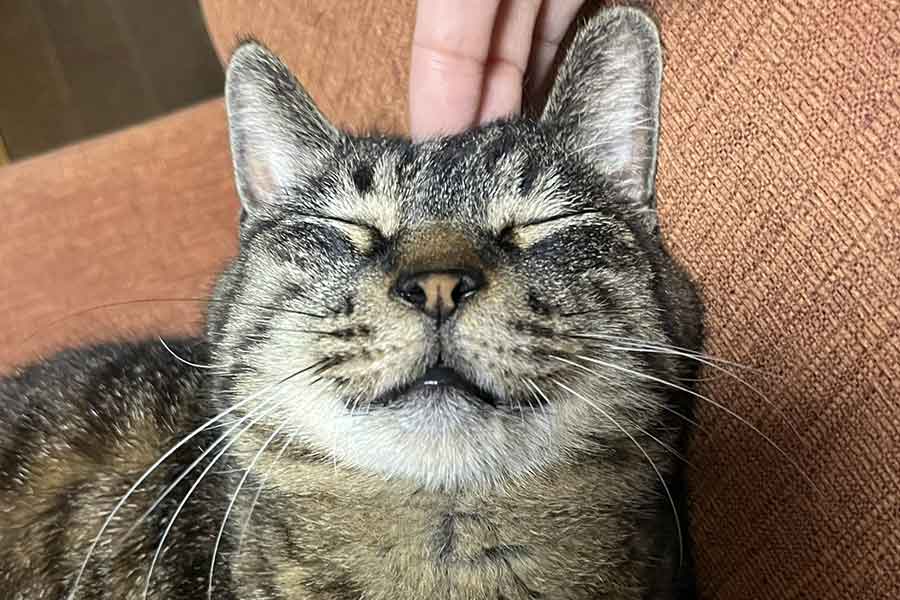 頭を撫でられ、至福の表情を浮かべるあんこちゃん【写真提供:えすきち(@flowertoman)さん】