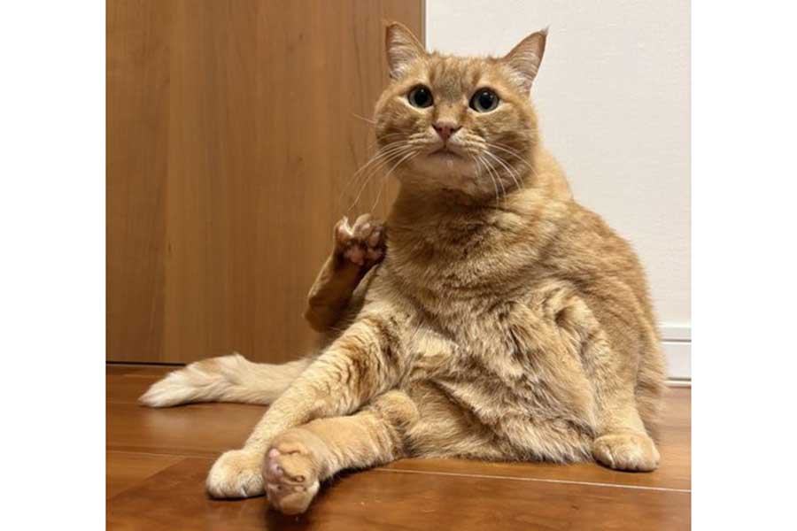 カキカキするすずくん【写真提供：すずつむふう【我が家の可愛い猫's】（@kagisuzu0531）さん】