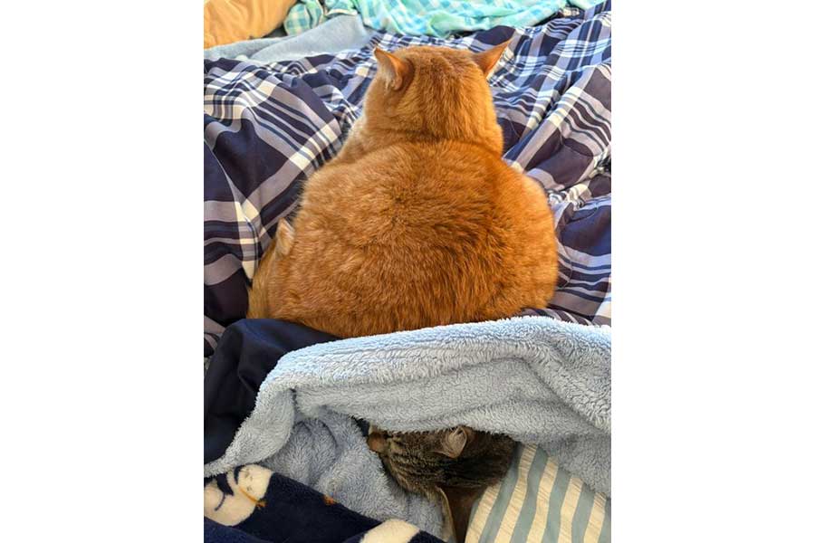 “妹”ねこの上に乗る“兄”ねこ【写真提供：すずつむふう【我が家の可愛い猫's】（@kagisuzu0531）さん】