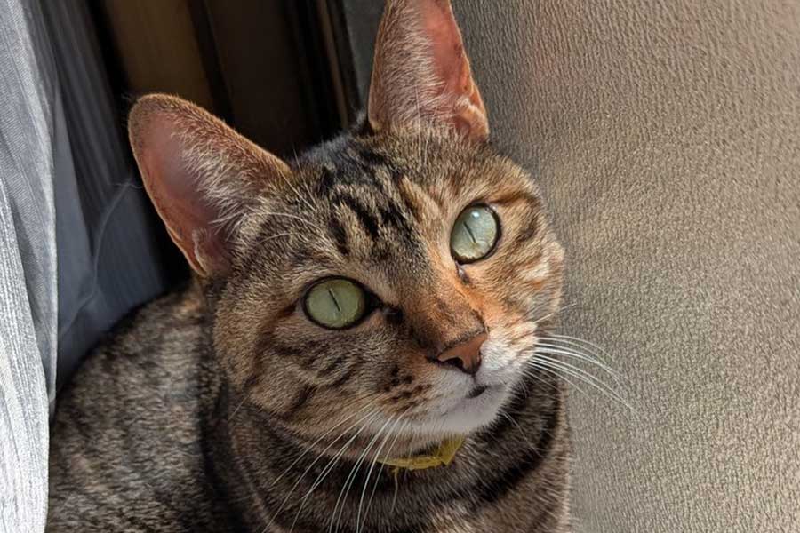 カーテンの内側に隠れるたまちゃん【写真提供：にゃんこ先生（@X5M2u5OhMyIdYpx）さん】